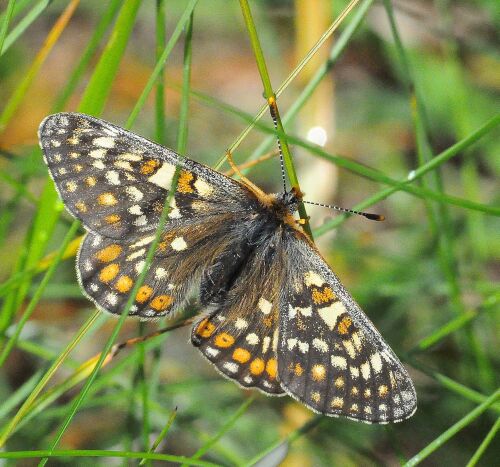 dalla montagna - Euphydryas debilis