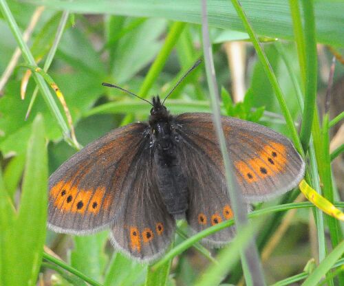 Erebia epiphron ?