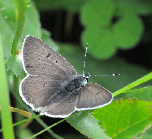 dalla montagna 2 - Lycaena tityrus