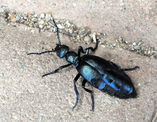 Meloe violaceus femmina e Meloe sp.