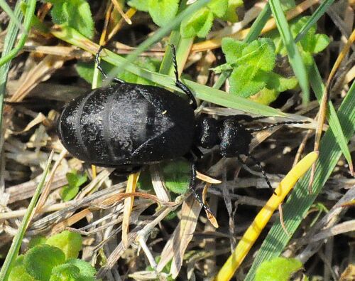 Meloe violaceus femmina e Meloe sp.