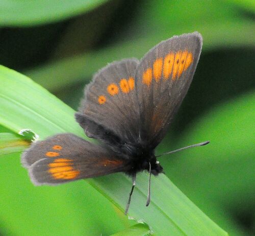 Erebia melampus ?