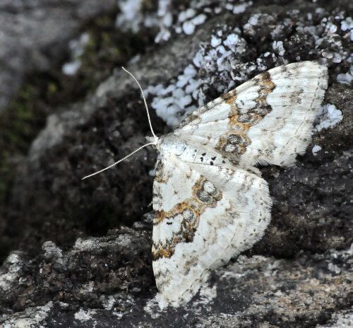 gita in montagna 1 - Xanthorhoe montanata