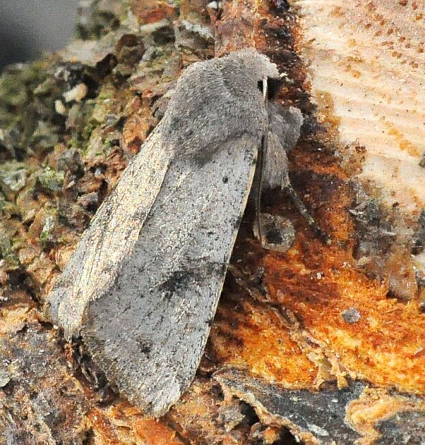 Orthosia incerta?