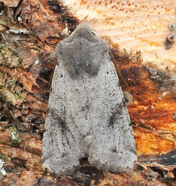 Orthosia incerta?