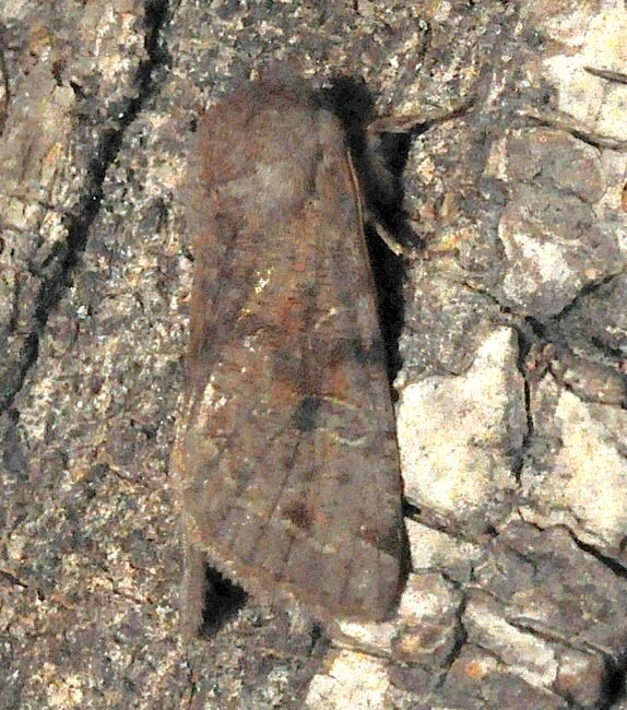 Orthosia incerta?