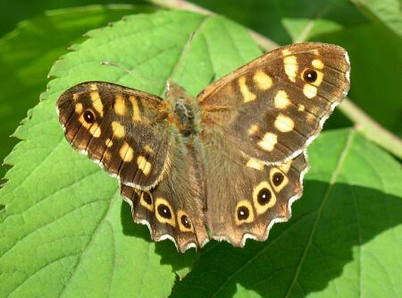 Pararge aegeria da Usini