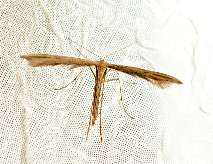 pterophorus da id.