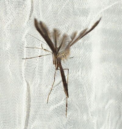pterophorus da id.