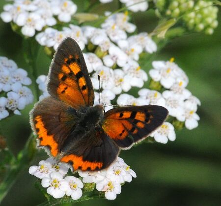 tityrus o phlaeas