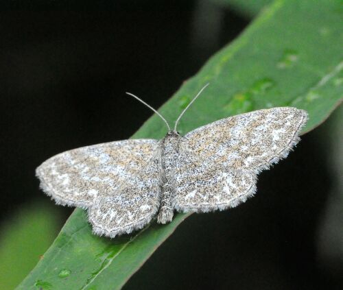 gita in montagna 2 - Scopula (Scopula) immorata