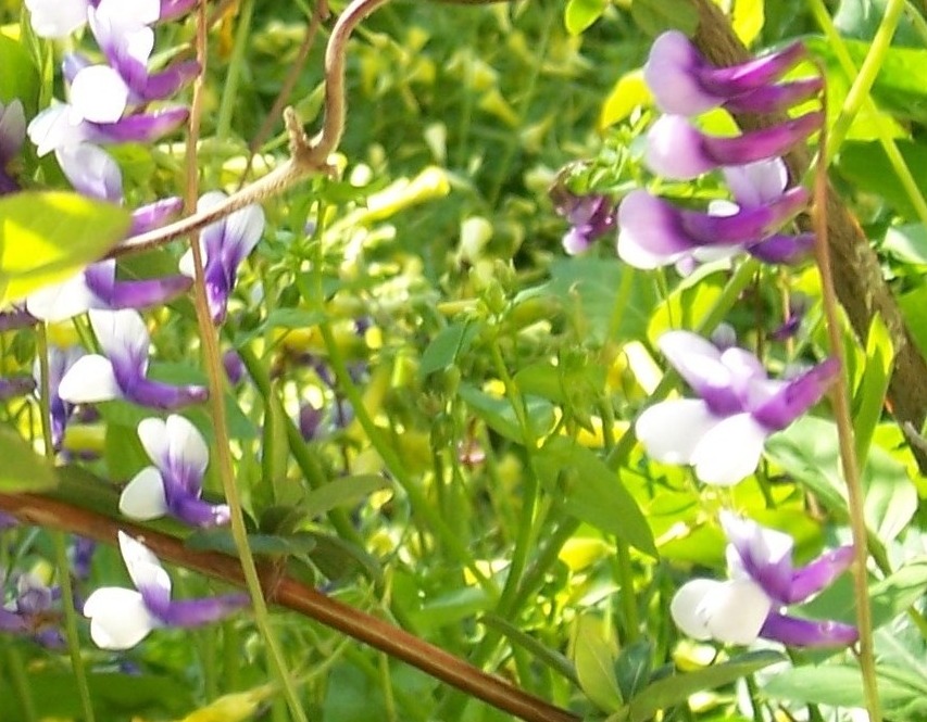 Vicia cfr.cracca