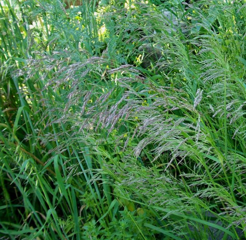 Poaceae