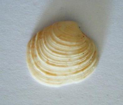 Venus casina