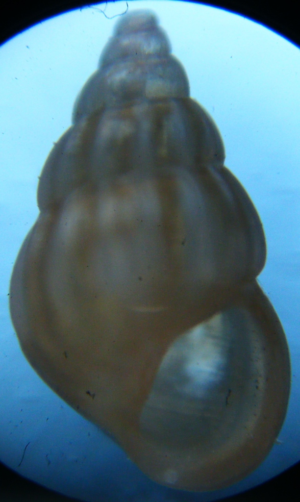 Rissoa 2
