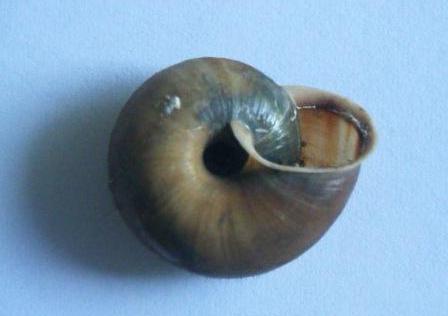 Helicidae: Chilostoma planospira