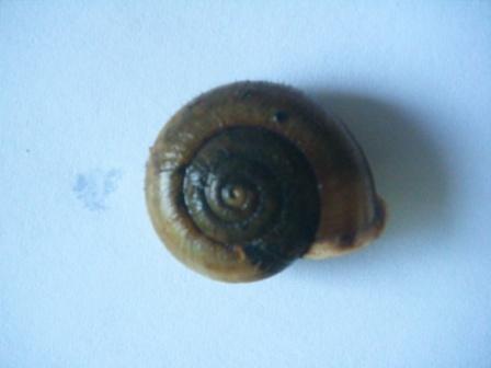 Helicidae: Chilostoma planospira