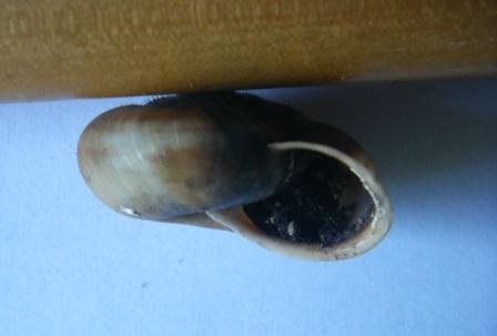 Helicidae: Chilostoma planospira