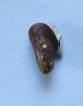 mitilidae1