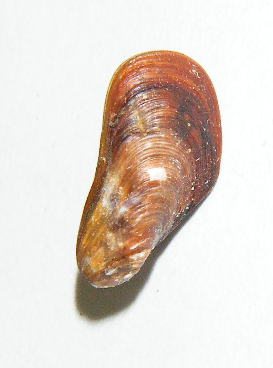 mitilidae1