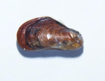 mitilidae1