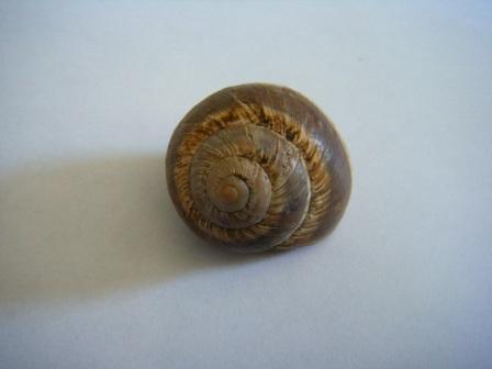 Helix cincta
