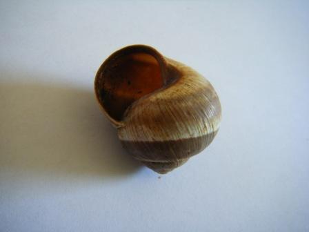 Helix cincta