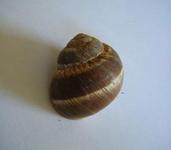 Helix cincta