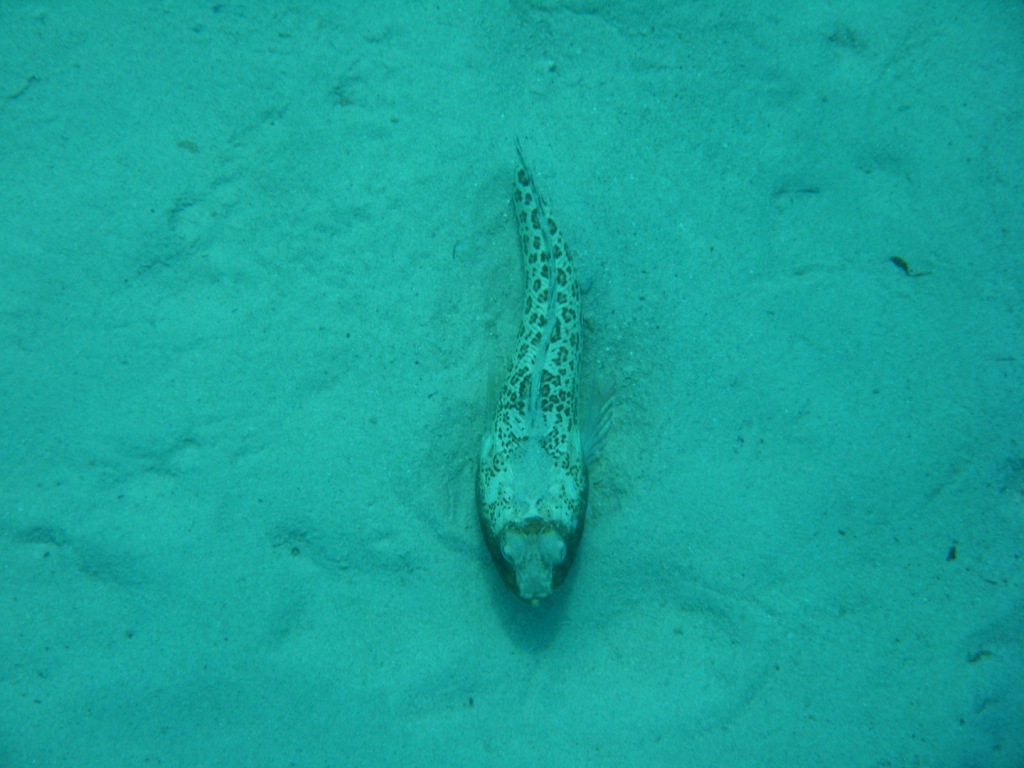 pesce croato: Trachinus radiata