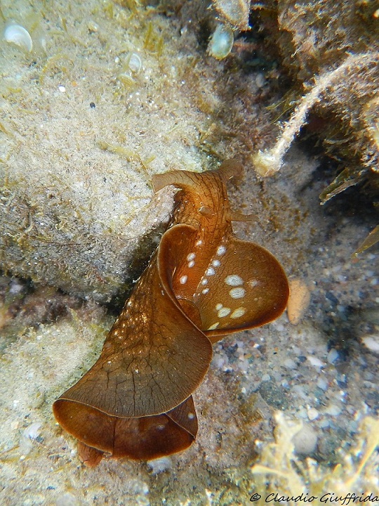 da identificare