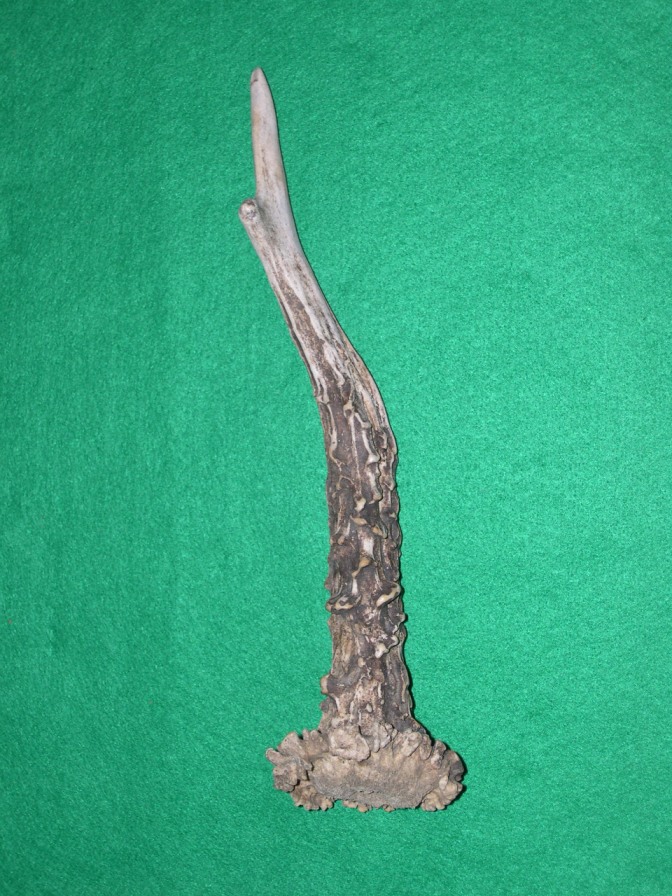 palchi raccolti