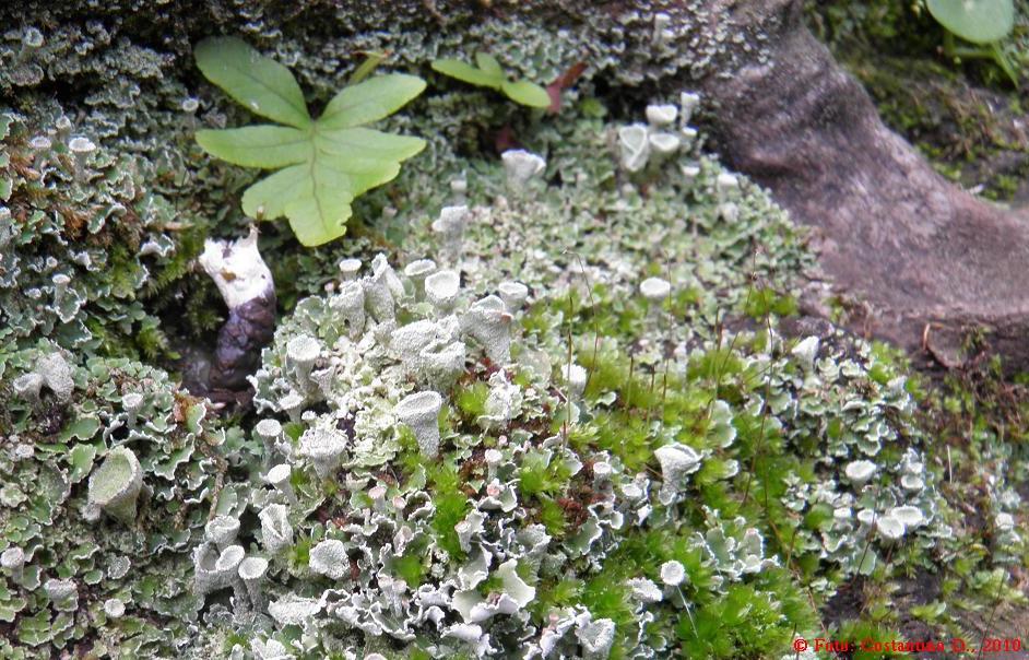 Cladonia humilis
