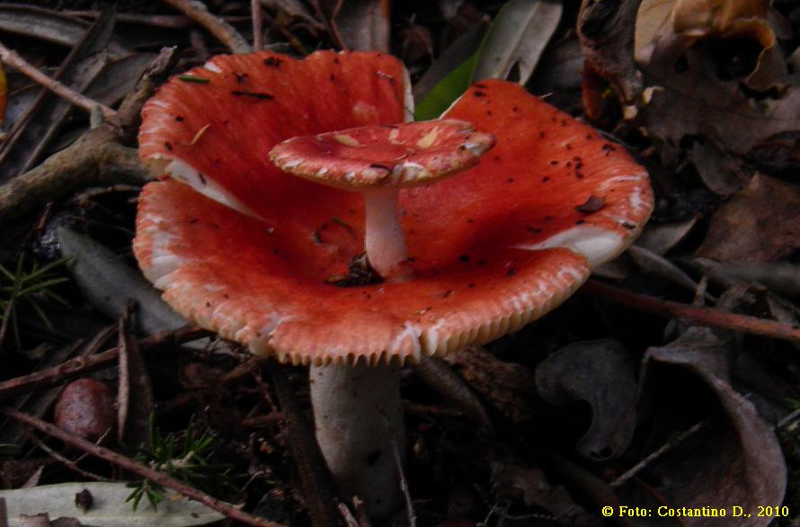 Russula sp.