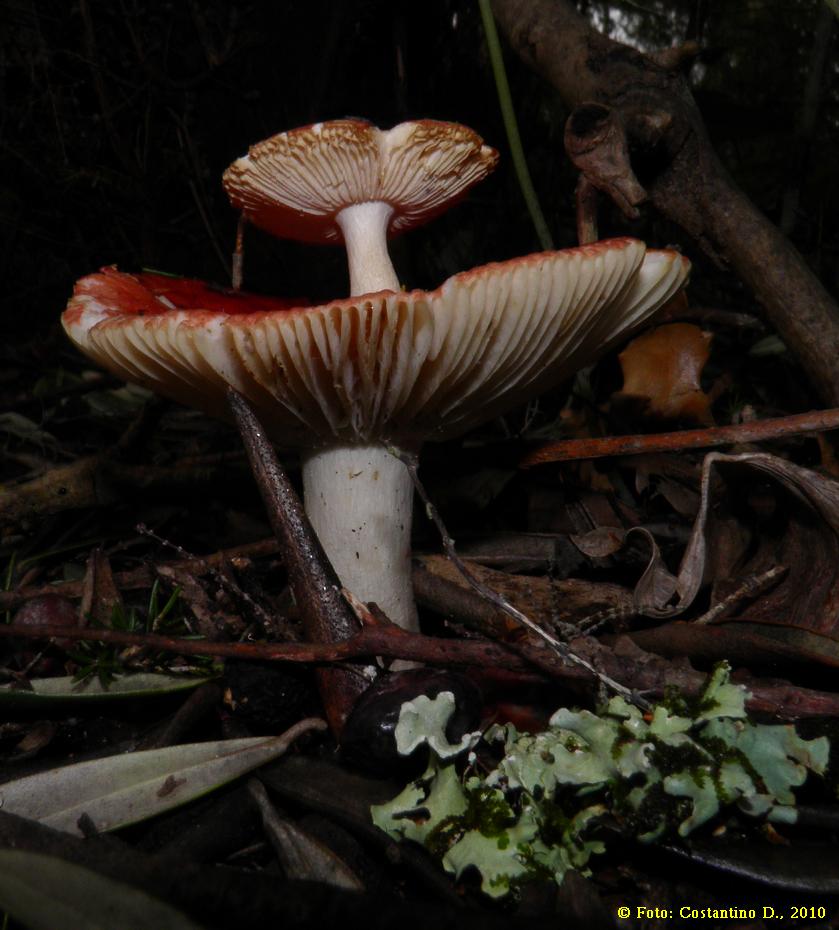 Russula sp.