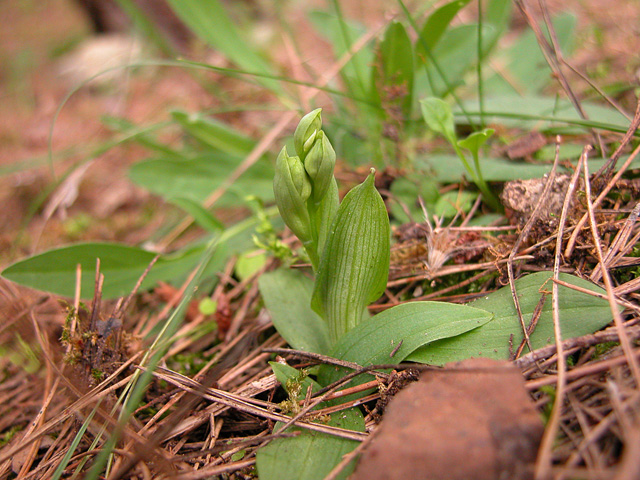 Ophris Lupercalis. Sicilia