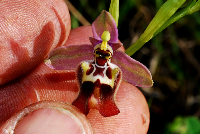 Orchidee di Monte Santa Venere