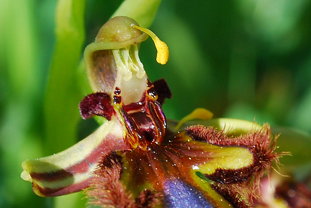 O. Speculum... lusus?
