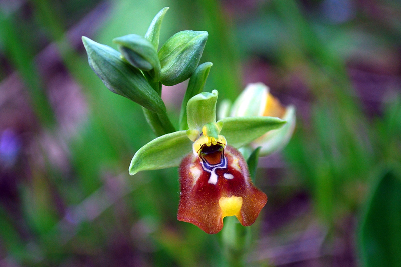 O.Biancae
