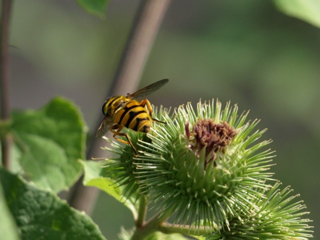 Myathropa florea (Syrphidae)