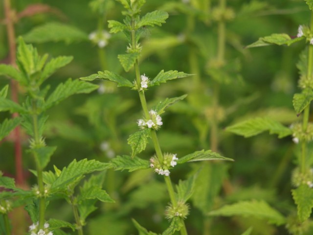 Lycopus europaeus / Erba sega comune