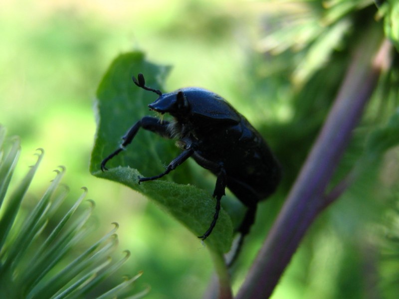 Cetoniidae