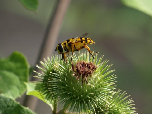 Myathropa florea (Syrphidae)