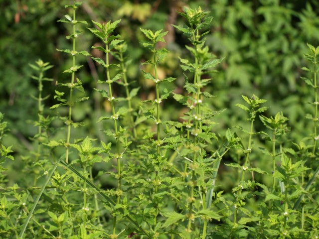 Lycopus europaeus / Erba sega comune