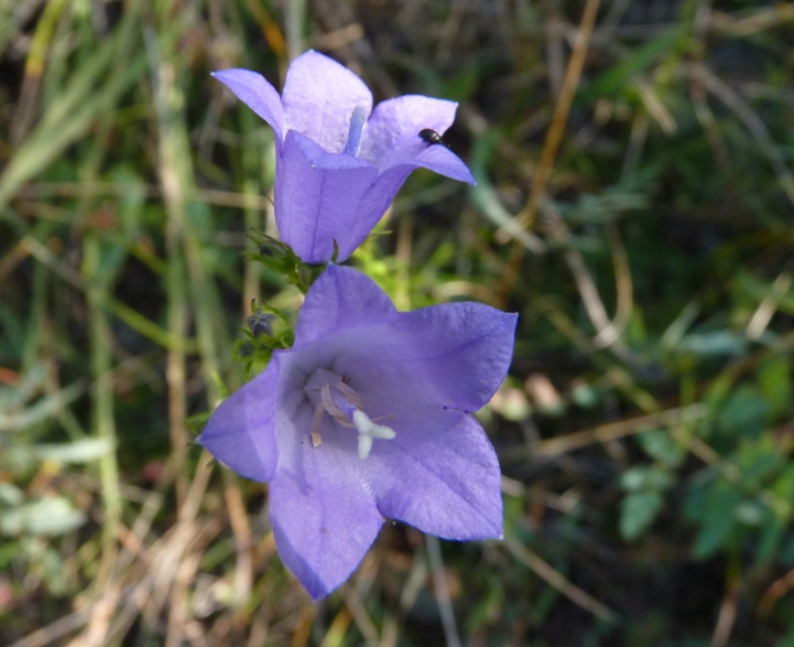 Campanula bertolae / Campanula di Bertola