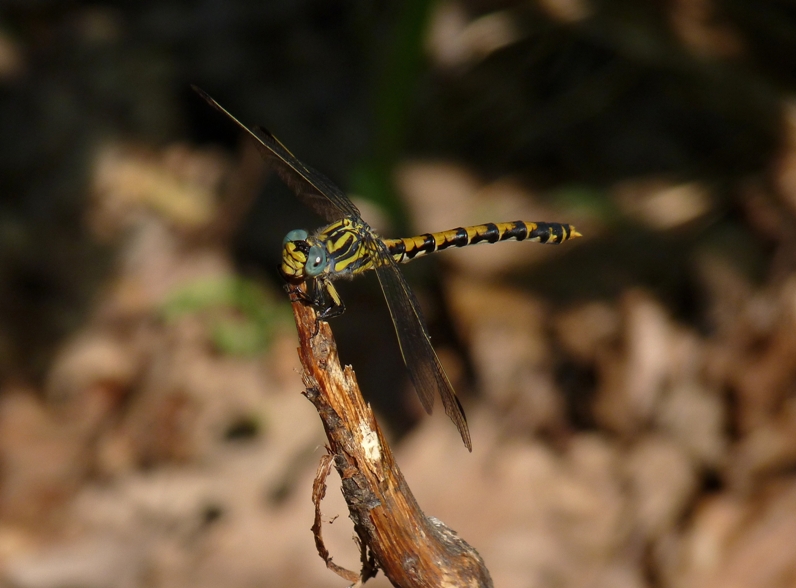 Onychogomphus uncatus: note sulla scelta dell''habitat.