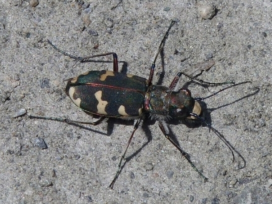 Cicindela da det.: Cicindela sylvicola