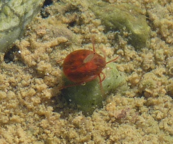 Acaro acquatico rosso da determinare