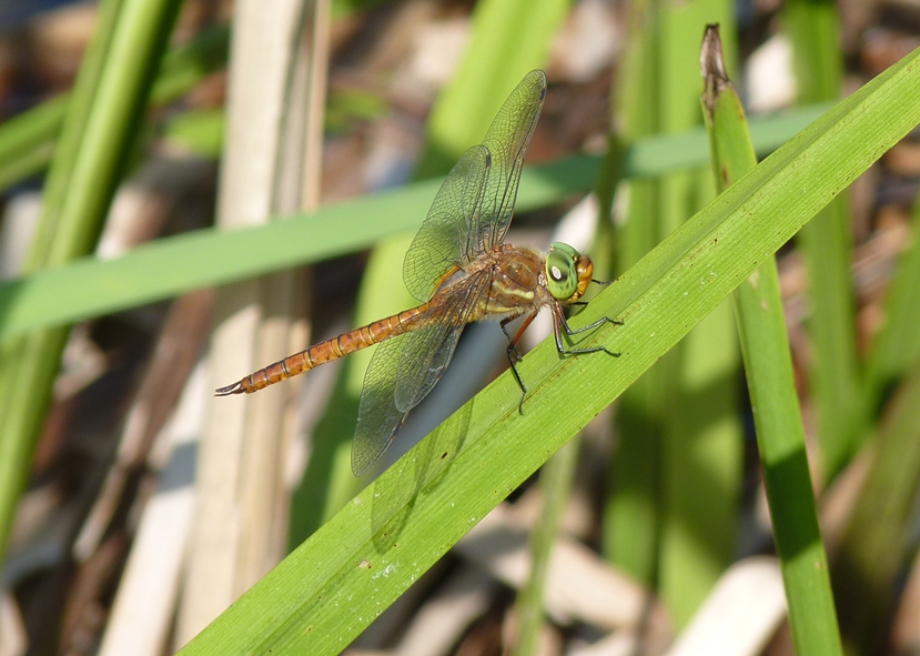 Aeshna isosceles sfarfallate in Piemonte