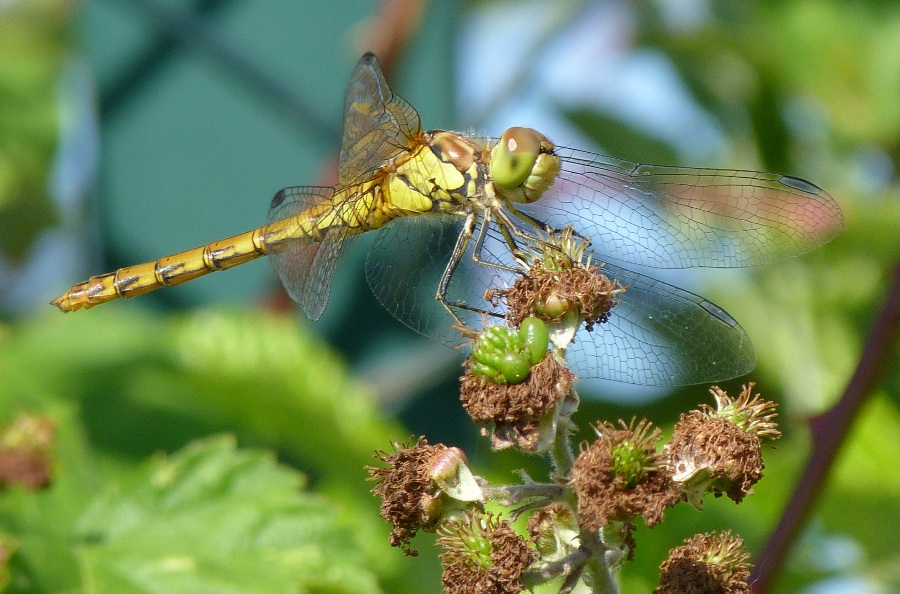 Sympetrum striolatum... confermato