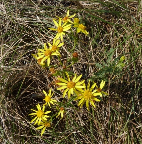 Senecio